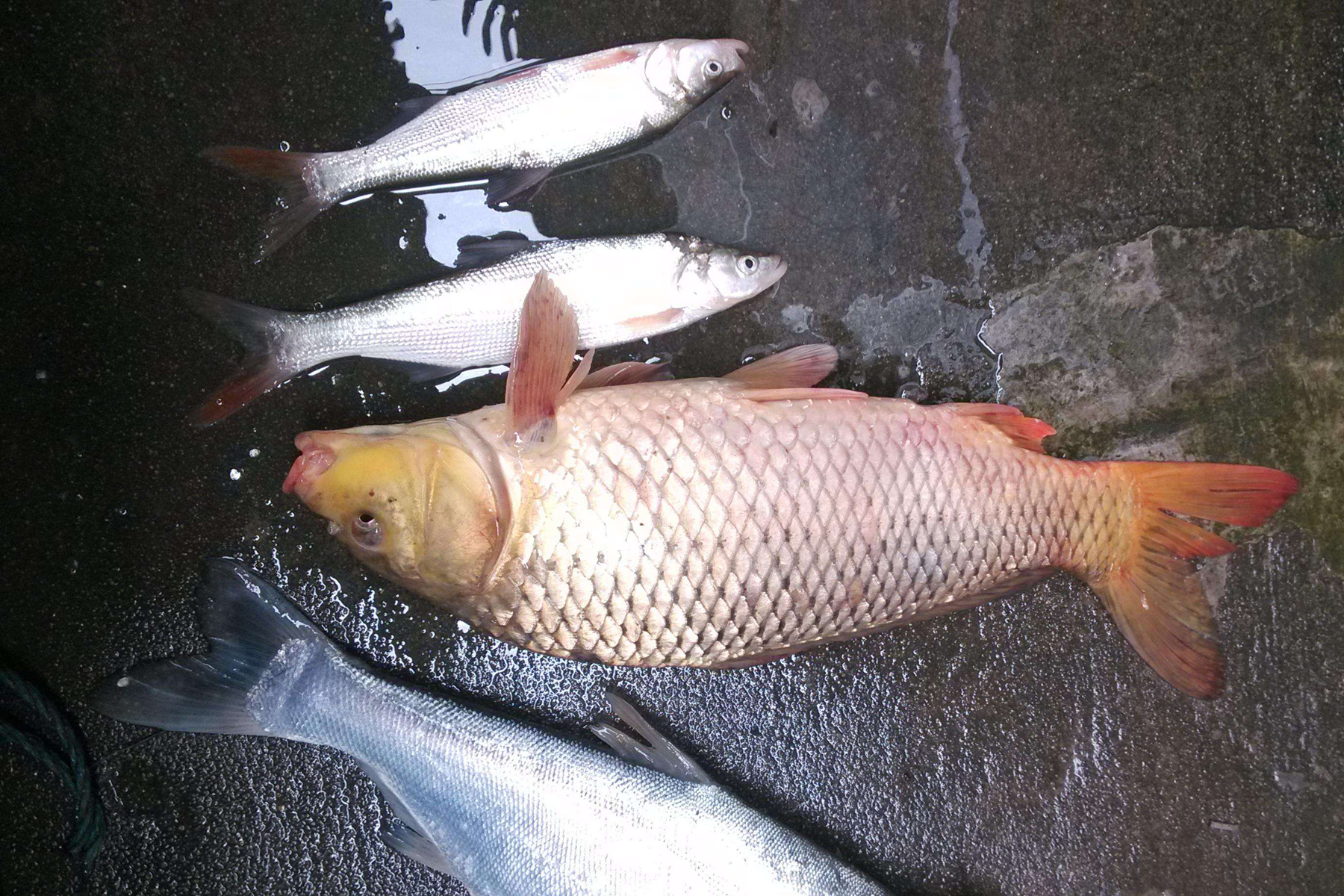 野釣時怎麼才能釣到大魚野釣大魚的爆護技巧和注意事項