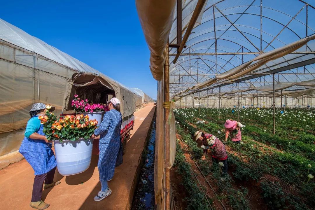 以花为媒:云南花卉产业的东南亚探索