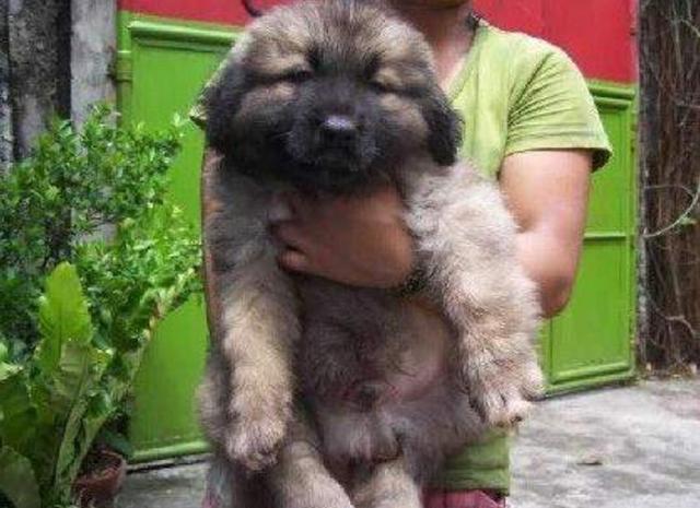 俄罗斯小伙街边收养流浪狗一年后长成巨熊价值上万