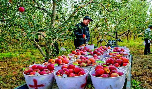 来自四川的摘果工在阿克苏地区红旗坡农场工作(资料照片).
