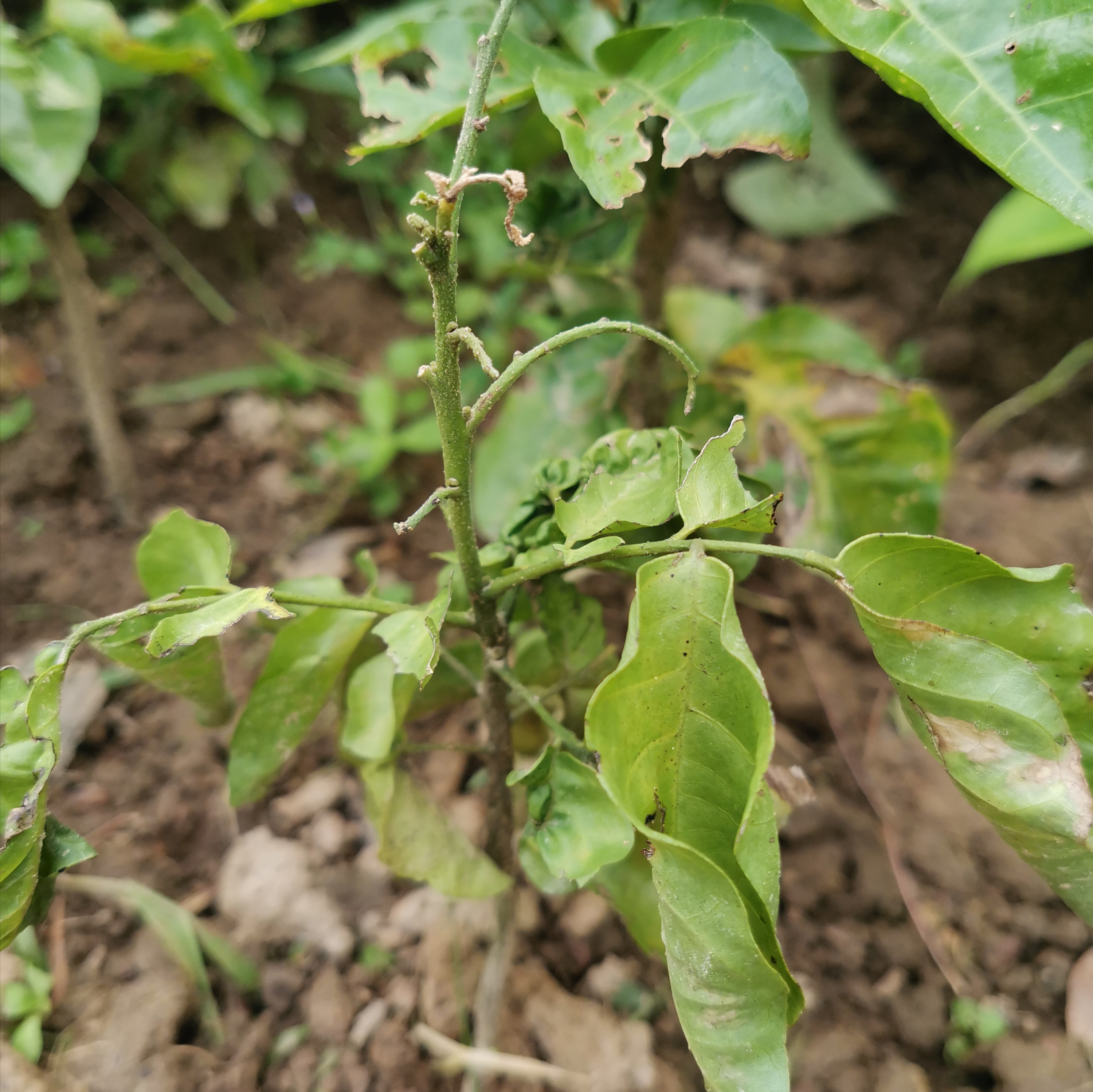 当然,还会引发梢腐病等病害,因为当地下根系发生病变时,上面正在生长