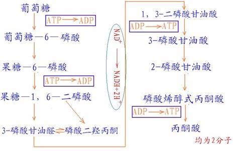 a)該過程的參與酶是一個複合體,硫辛酸是③ 三羧酸循環示意圖(從