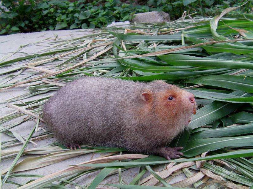 野生竹鼠有钱难买,农民养殖40一斤却难卖,又是"致负"骗局吗?