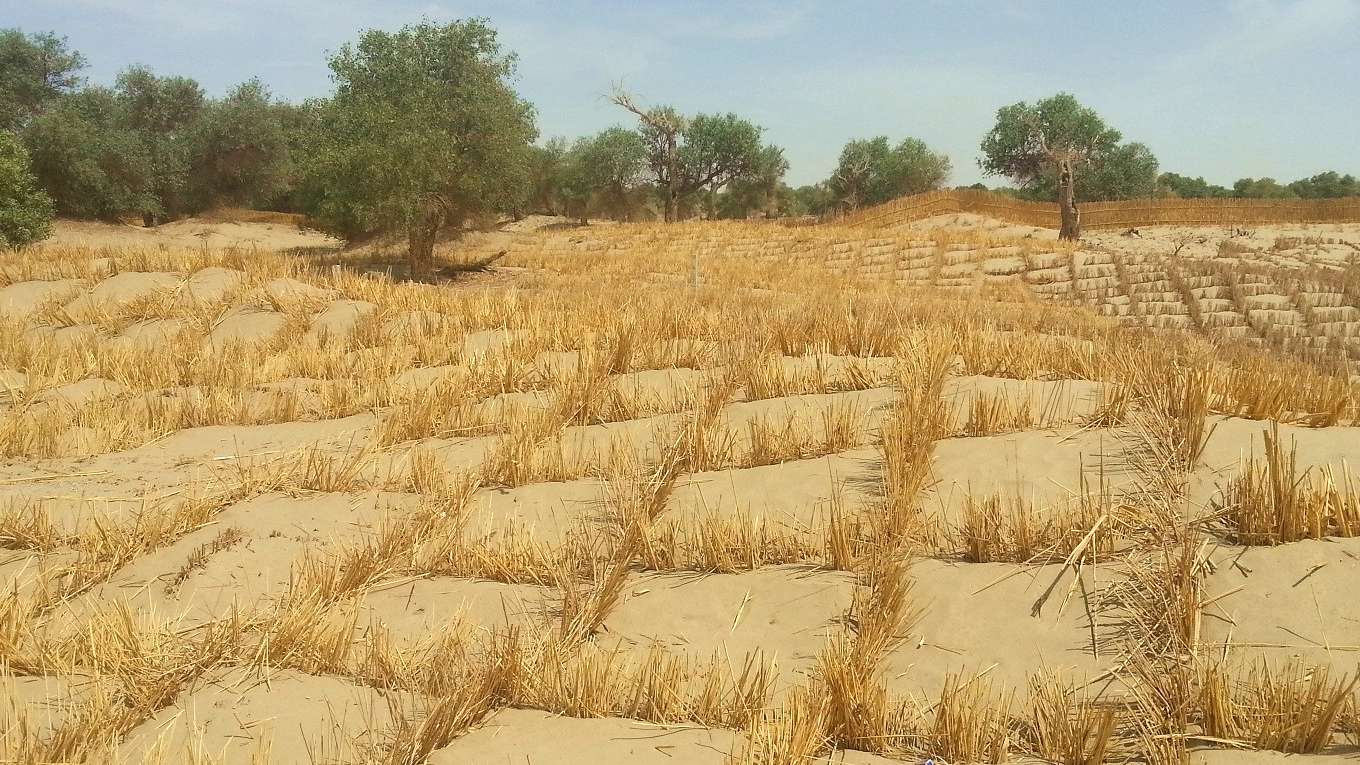 塔里木盆地中的风滚草更形象的名字叫什么