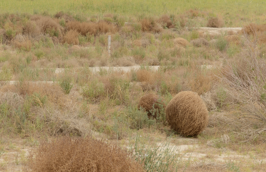 塔里木盆地中的风滚草更形象的名字叫什么