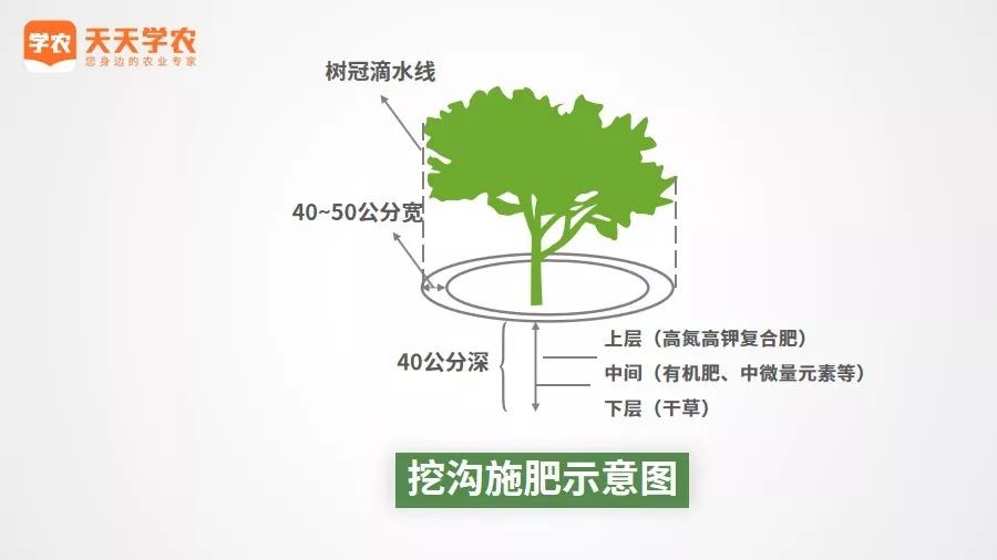 立秋到柑橘放好秋梢施好肥直接影响果树开花量坐果率