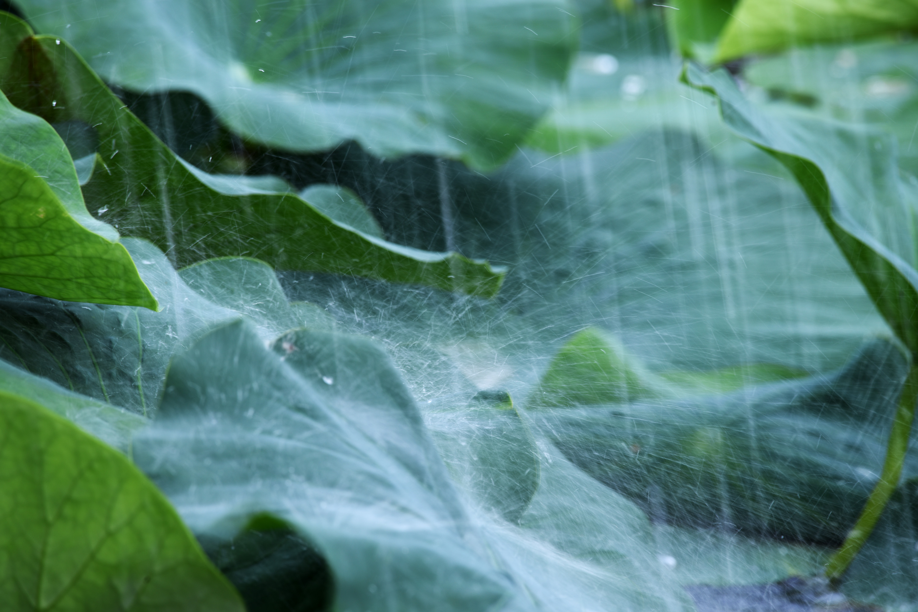 田田荷叶绿满荷塘