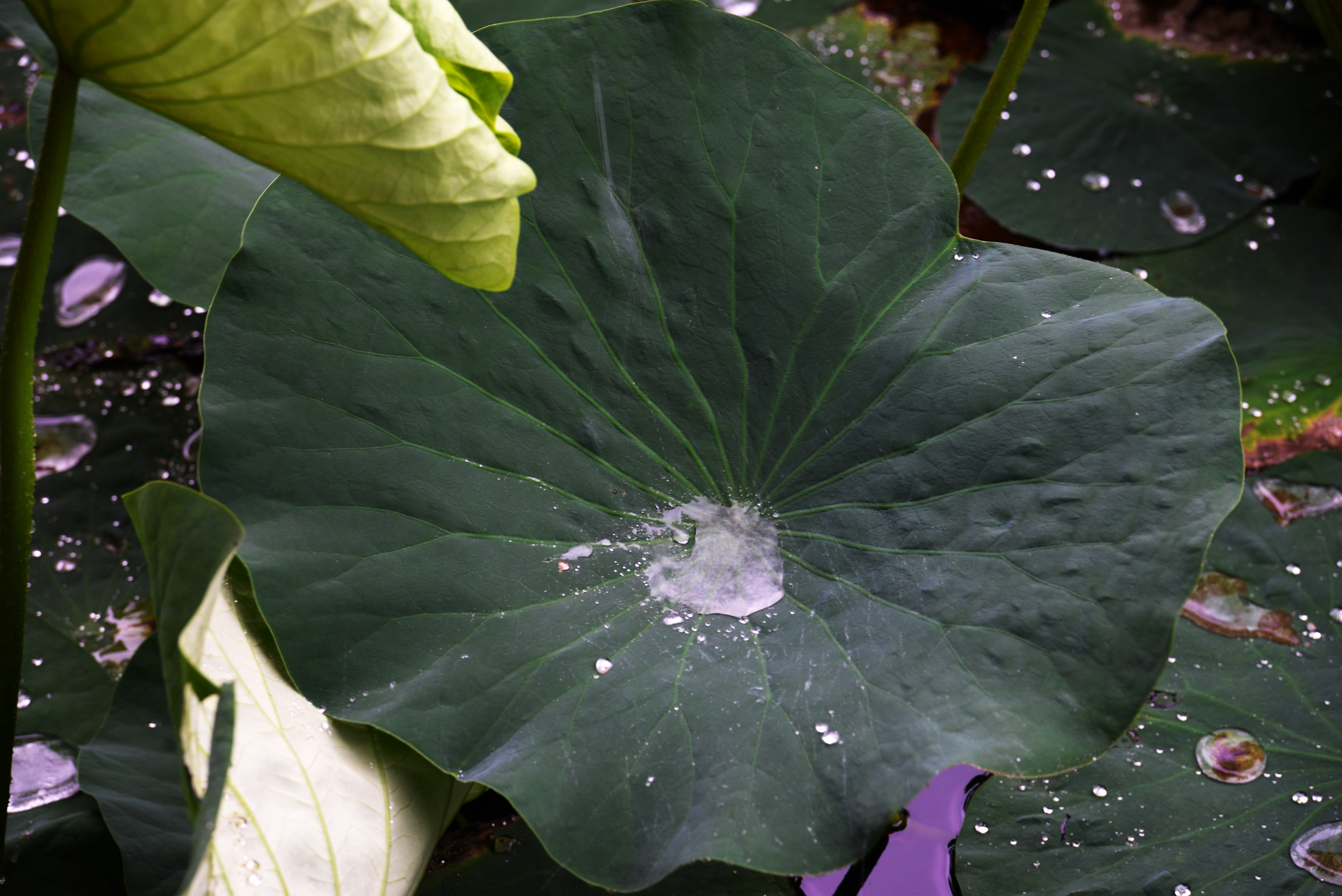 田田荷叶绿满荷塘