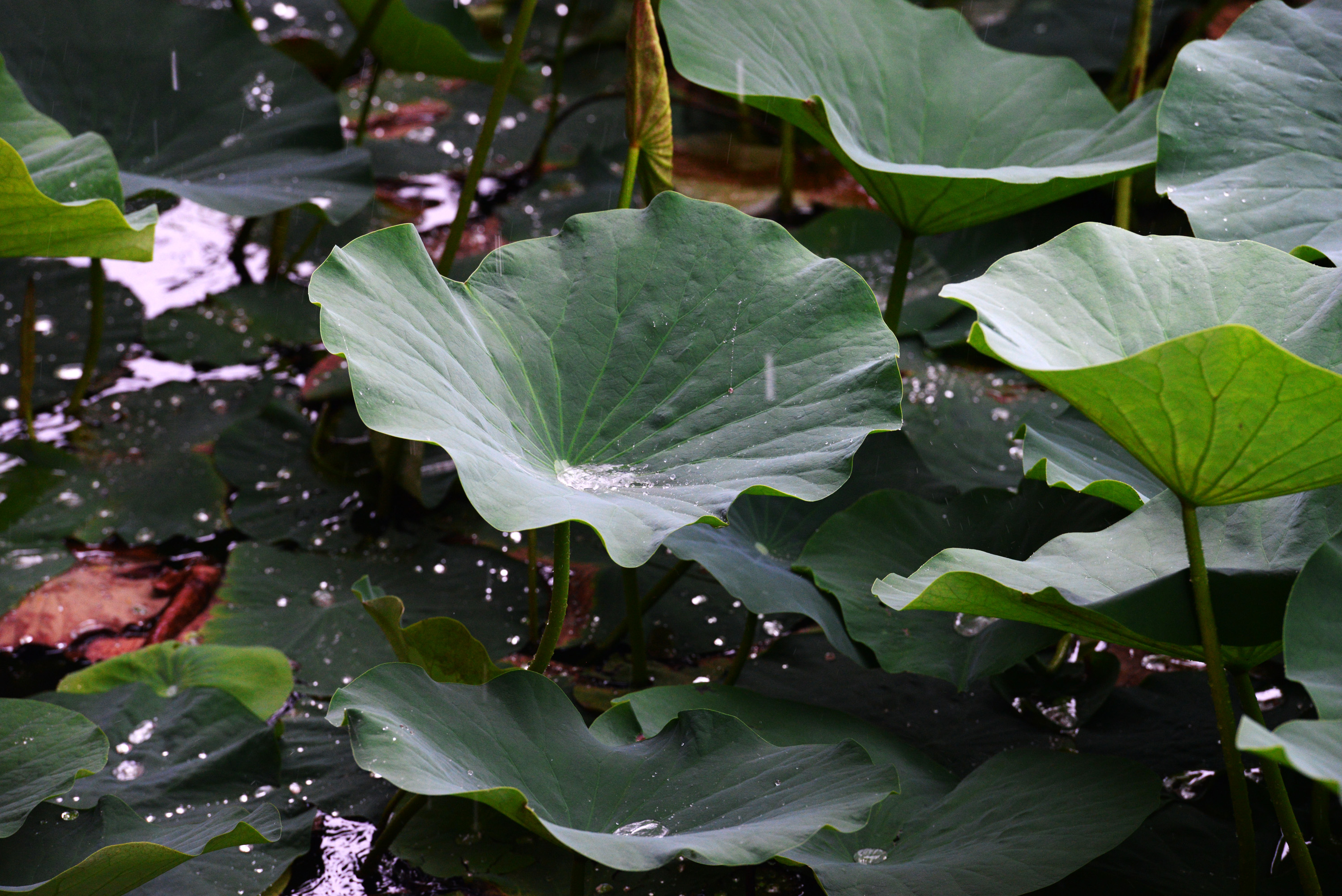 田田荷叶绿满荷塘