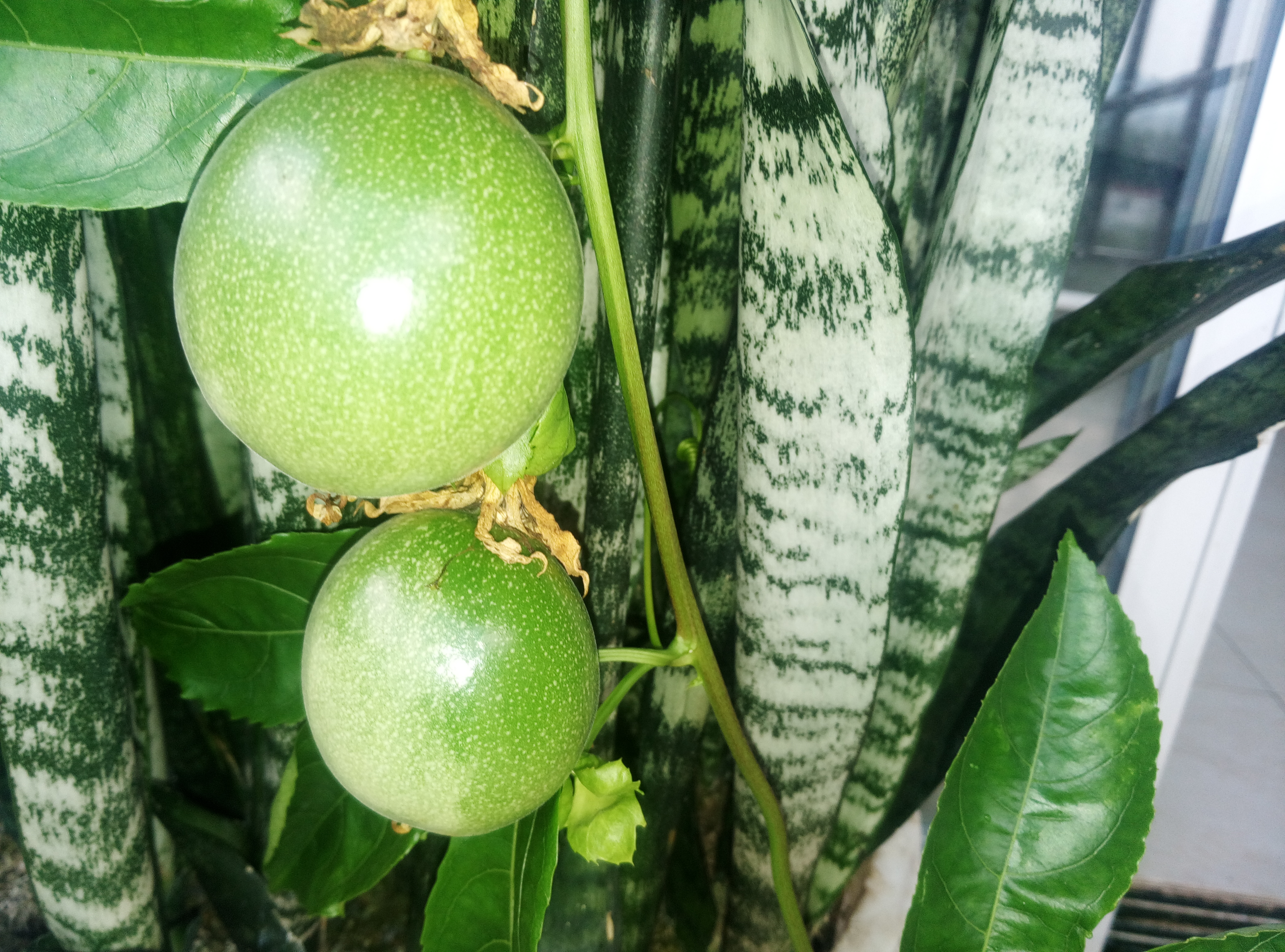 才几个月,果树就非常茂盛,那些果藤把阳台的栏杆攀成绿色栏墙,现在都