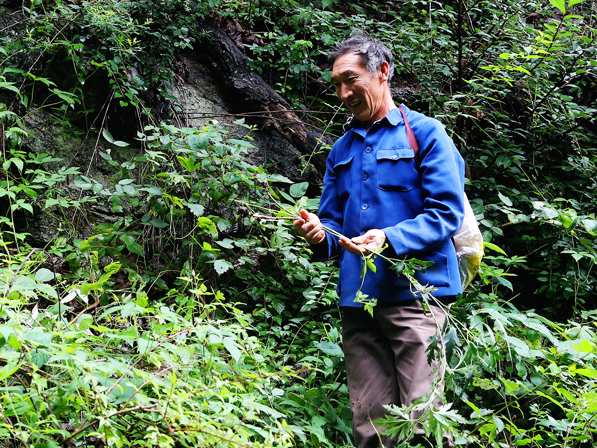 实拍六旬大哥山上挖药材看看挖药人的喜悦和无奈