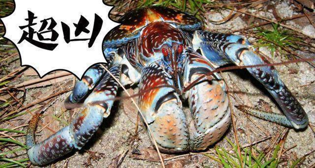 椰子蟹只会上树掰吃椰子有它出没的地方遭殃的可不仅仅是椰子