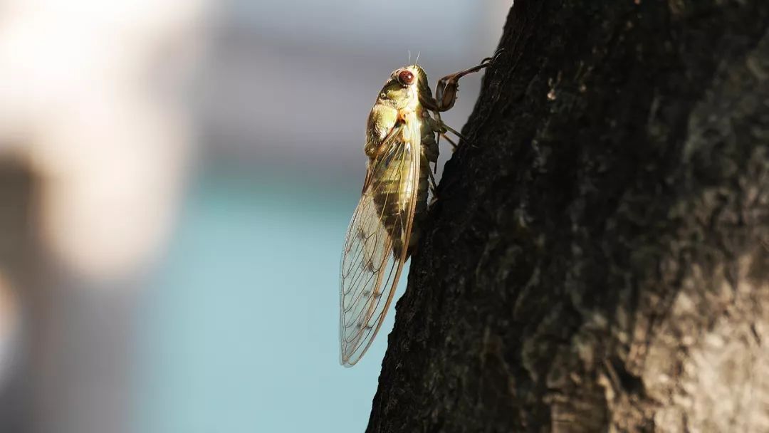 三候寒蝉鸣常常会有晶莹的露珠产生清晨的大地和植物上形成了一定的