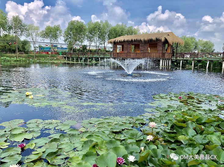 荷你有约曹县黄河故道国家湿地公园旅游今日开启