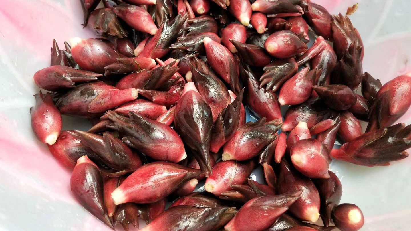 贵州农村常见的一种野阳荷用来和腊肉一起炒很美味你吃过没