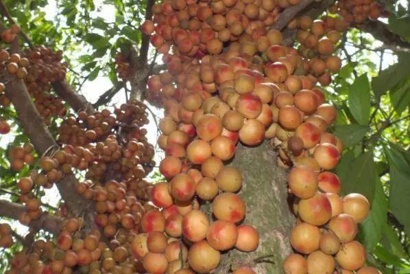 南方农村特有的野果果子结在树干上酷似葡萄北方人很少见过