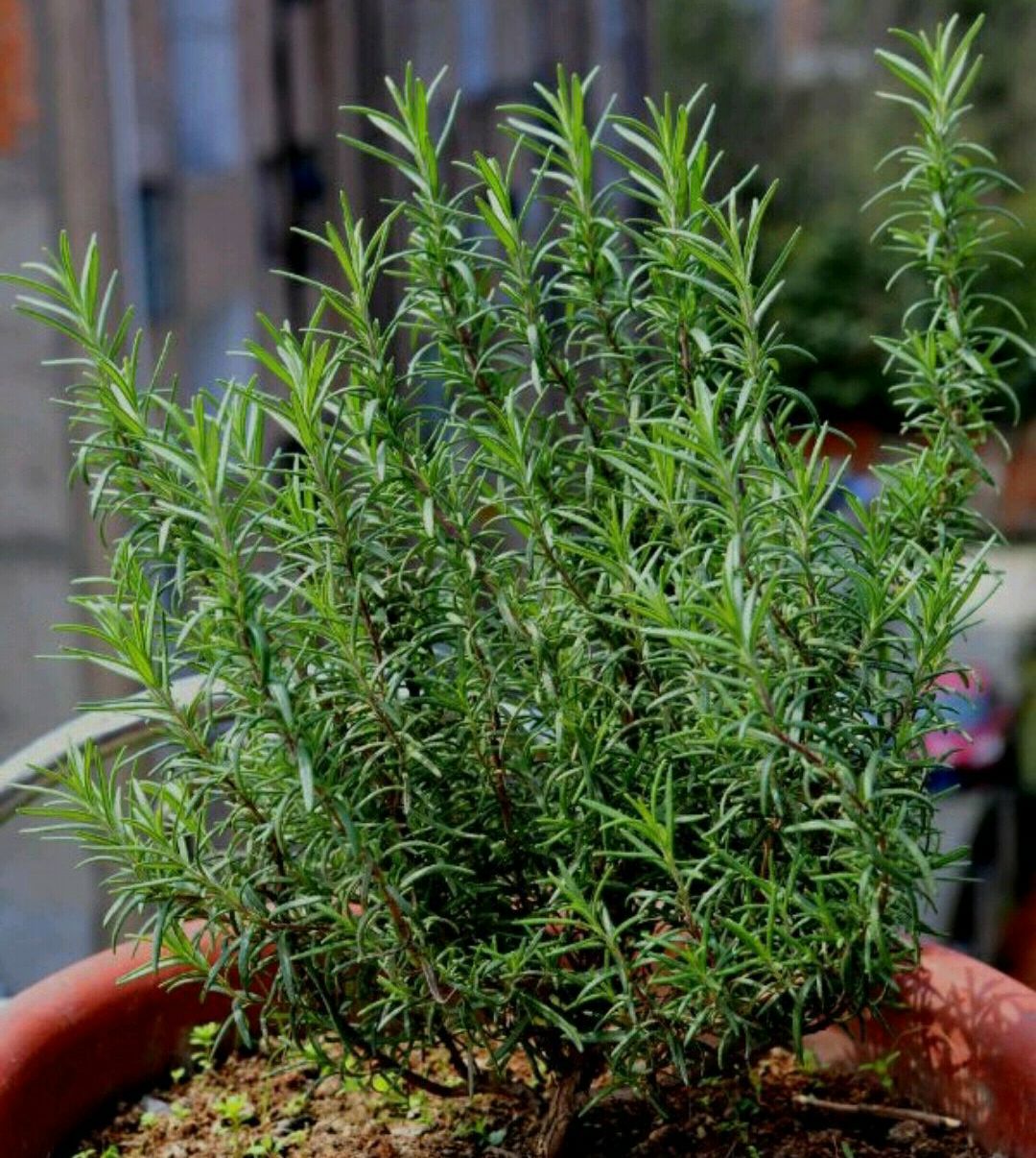 迷迭香盆栽居然可以驱蚊家里养一盆只需4招爆盆开花不难