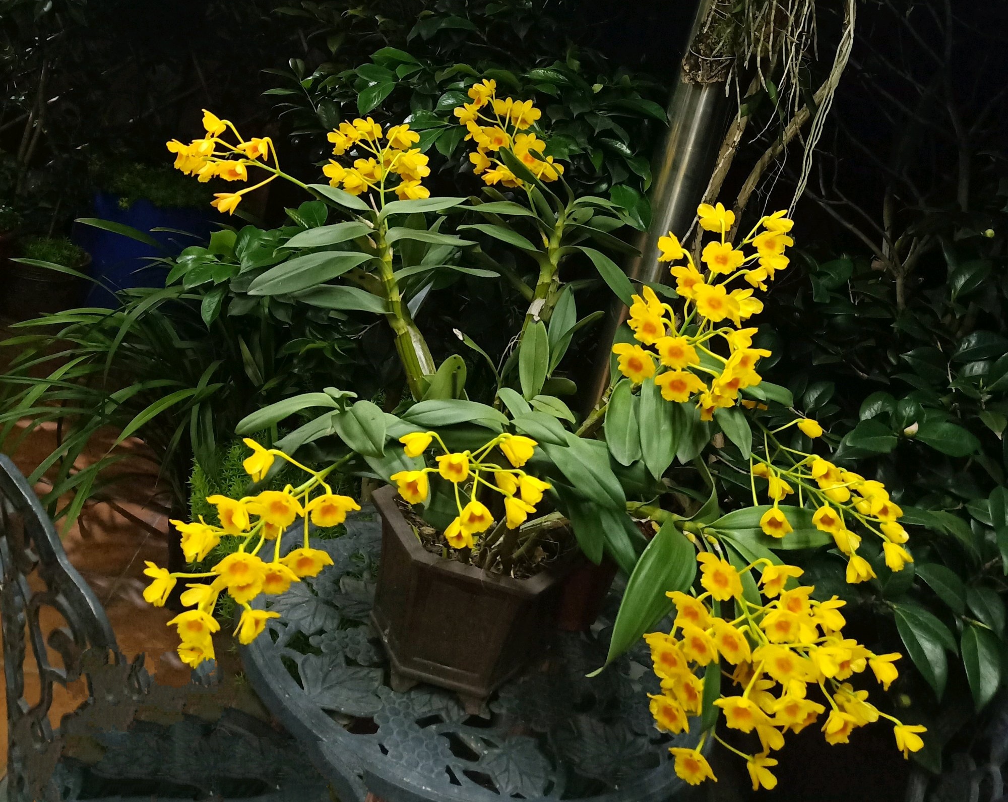 秋老虎天气怎么养鼓槌石斛老花匠就做4点叶多枝旺呼呼长爆盆