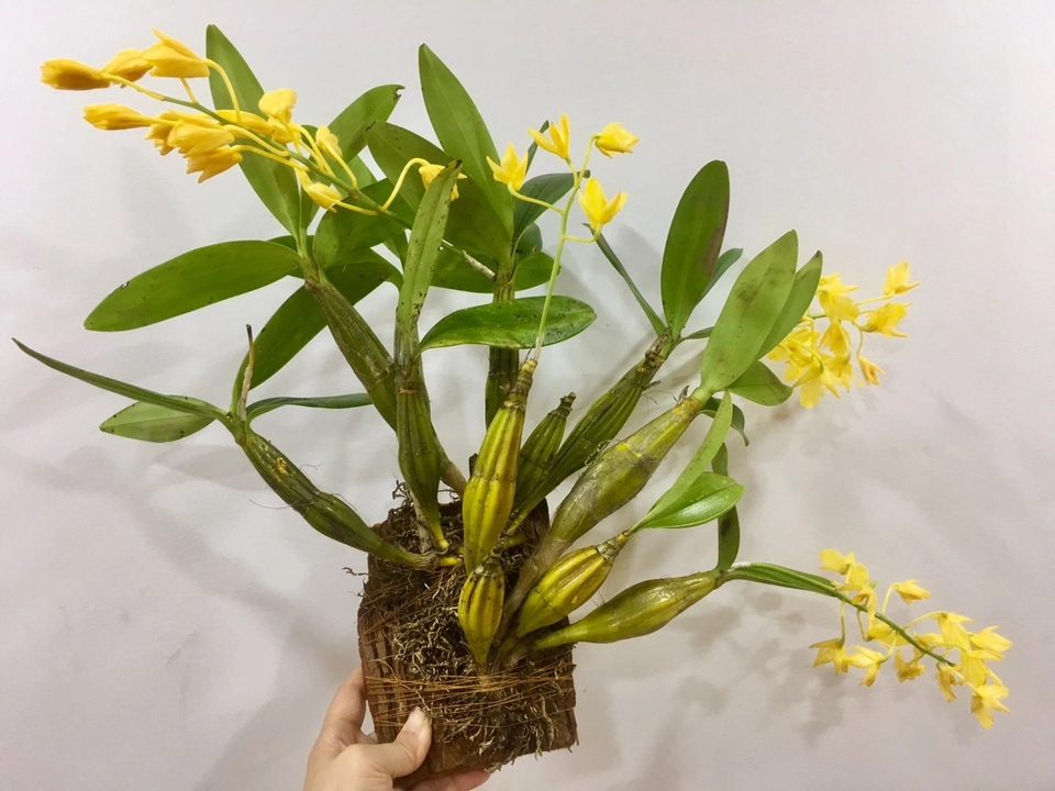 秋老虎天气怎么养鼓槌石斛老花匠就做4点叶多枝旺呼呼长爆盆