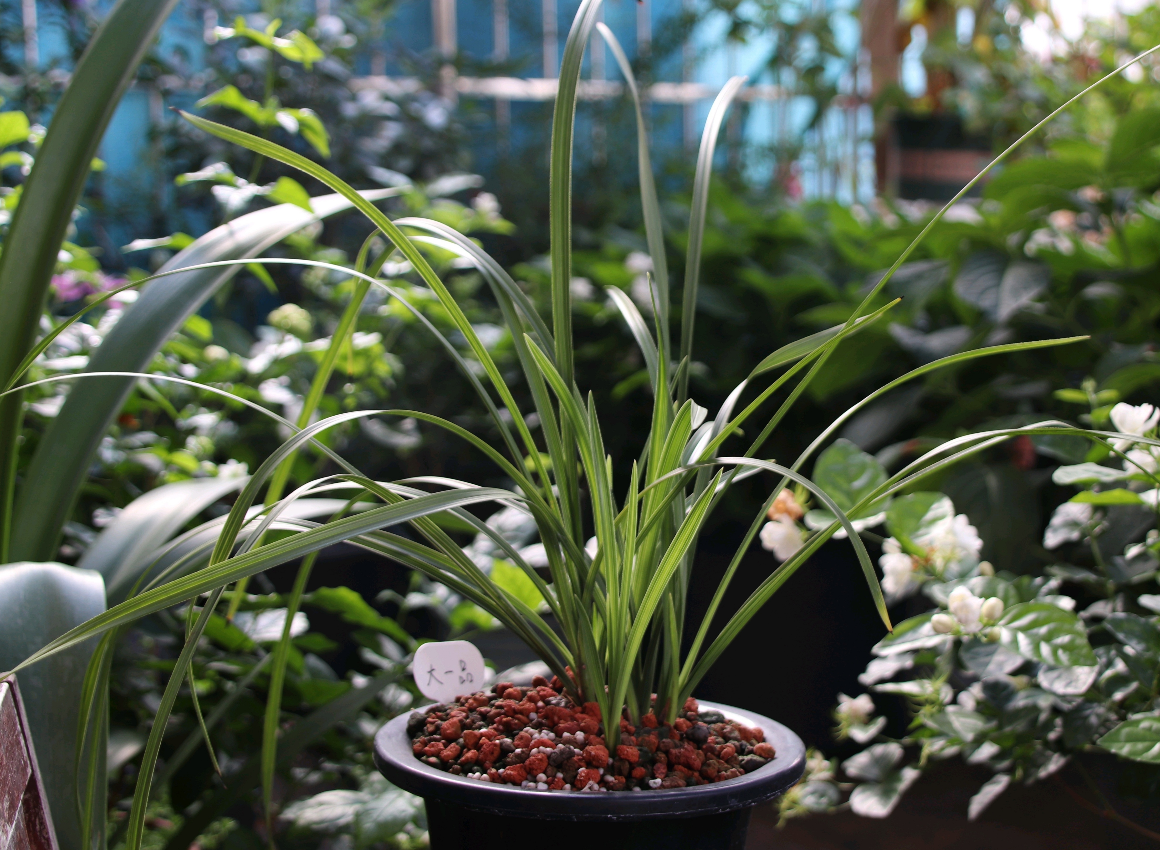 客厅也能养兰花5招学会营造环境兰花蹭蹭冒芽长爆盆