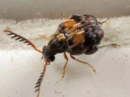 皇岗海关查获货车集装箱暗格夹藏走私香烟天津海关截获害虫鹰嘴豆象