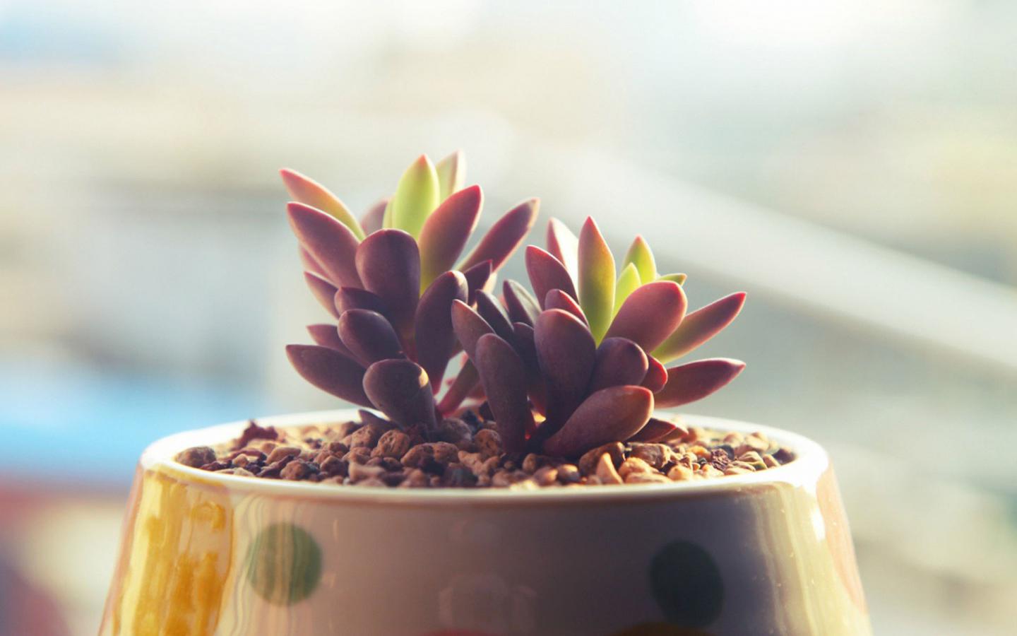 唯美治愈系多肉植物如何拍摄多肉植物拍摄技法