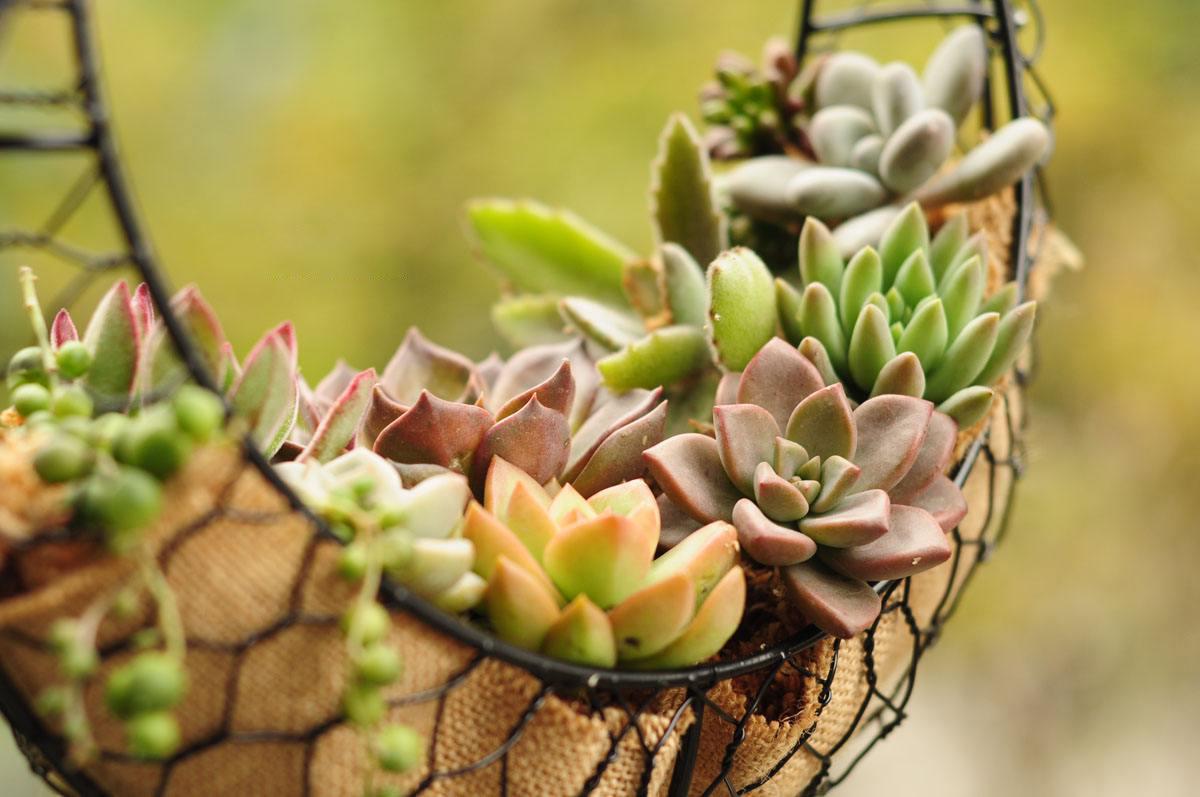 总结用喷壶给多肉适当滴点水,拍出来的叶片会给人柔和,清新的感觉.