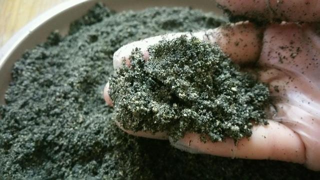 阳台小番茄过时了自己撒点芝麻籽节节窜高结果香