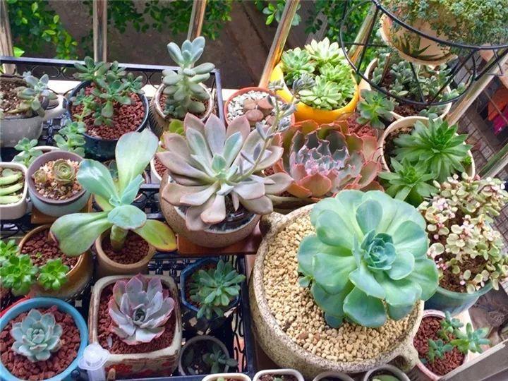 8月多肉这么养9月爆满一阳台个个都是胖娃娃