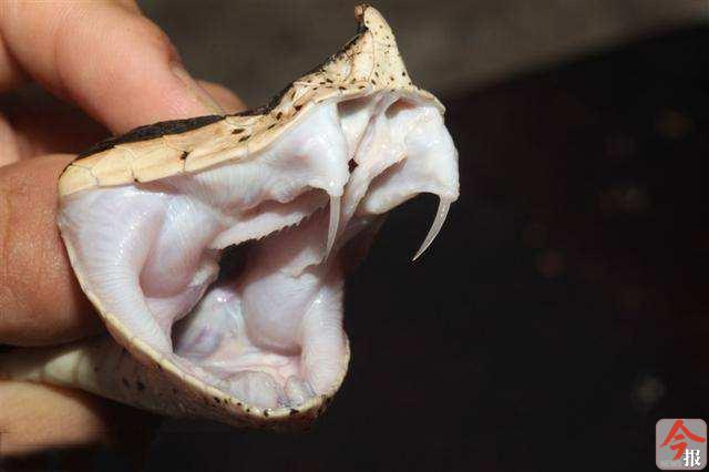 一中教师宿舍有蛇出没,消防员工具无法施展果断用手抓蛇