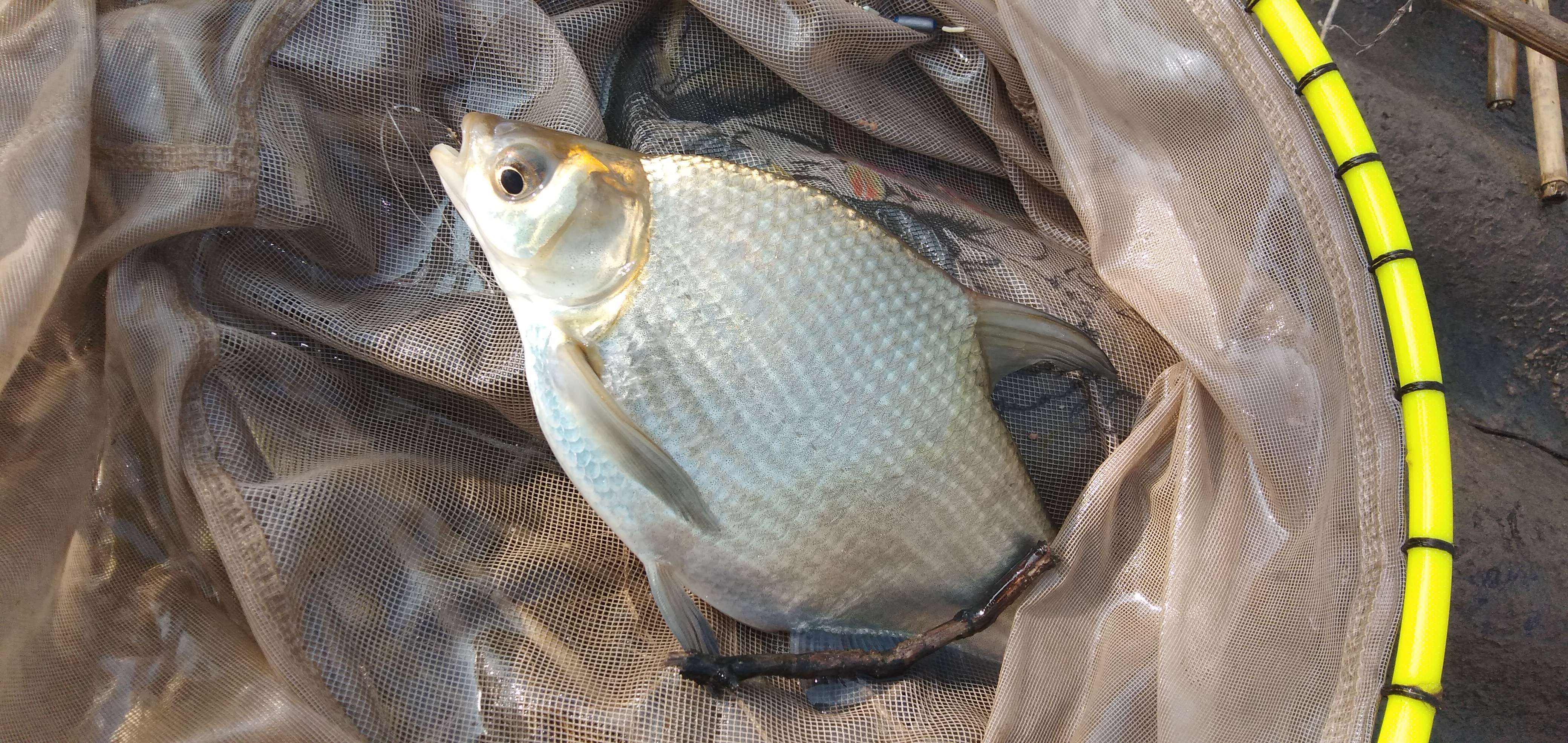 打豆浆的豆渣千万别扔这样加工一下草鲫鲤鳊青通杀