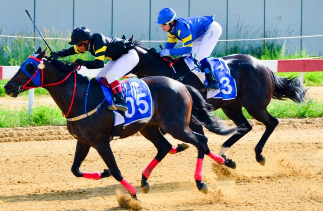 公共頻道躍馬騰飛抒寫青春二青會馬術項目比賽完美收官