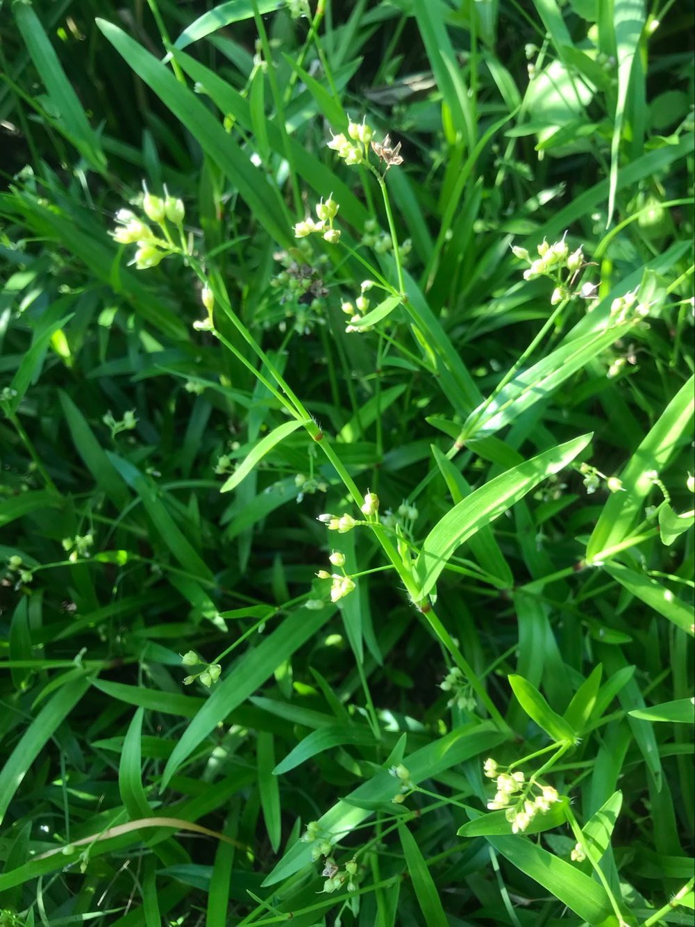 这草药既可治肺炎又可治口疮还可治鸡眼