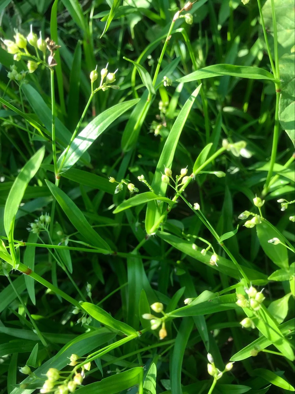 这草药既可治肺炎又可治口疮还可治鸡眼