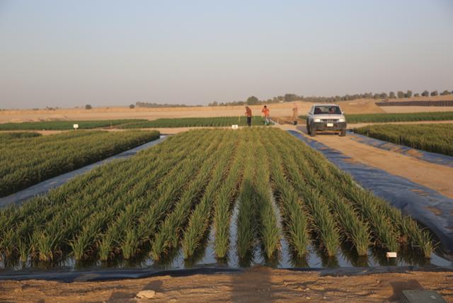 沙漠海水稻图片