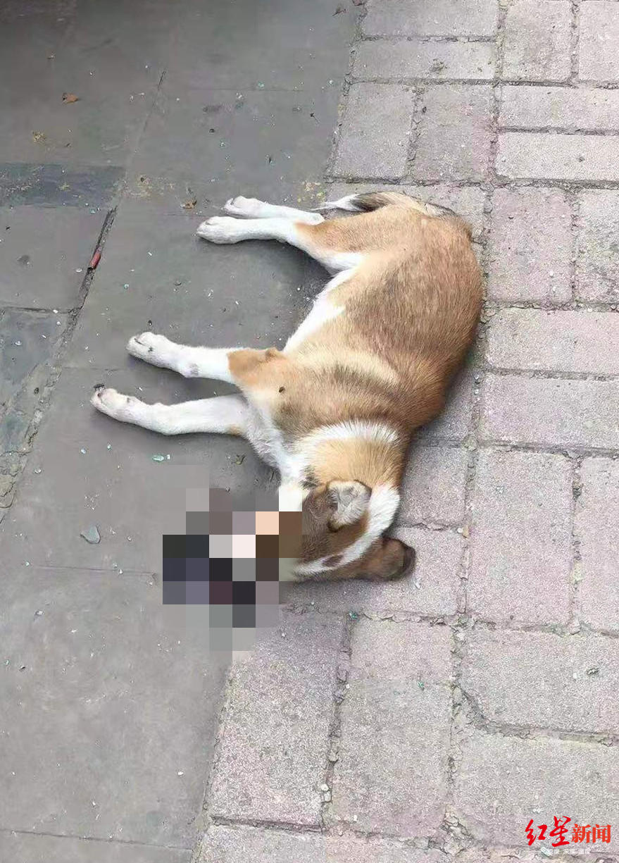 高空掉下一条狗砸坏一辆车物业流浪狗自己跳下去的