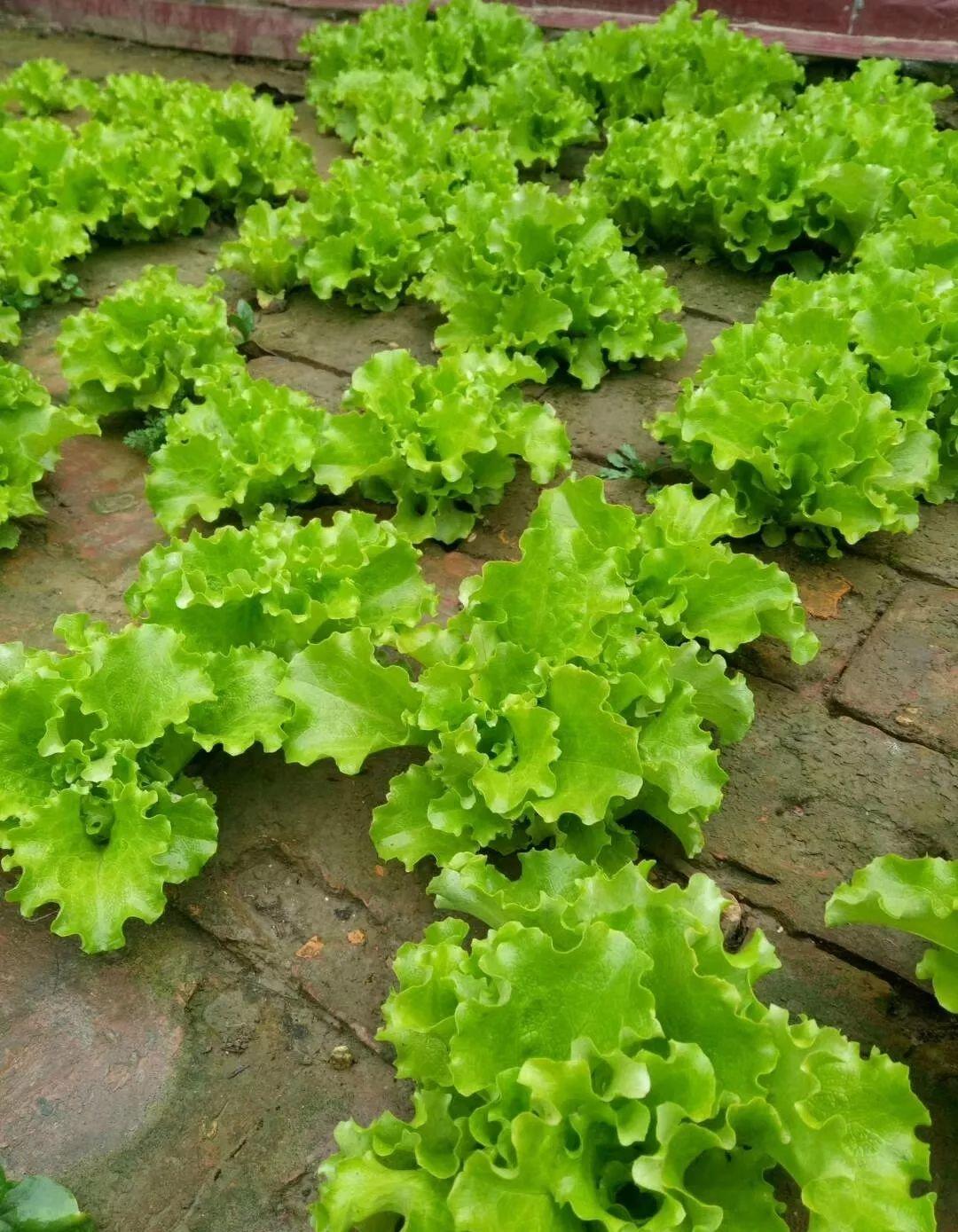 大妈在砖缝里种菜一手掰出个大白菜真带劲