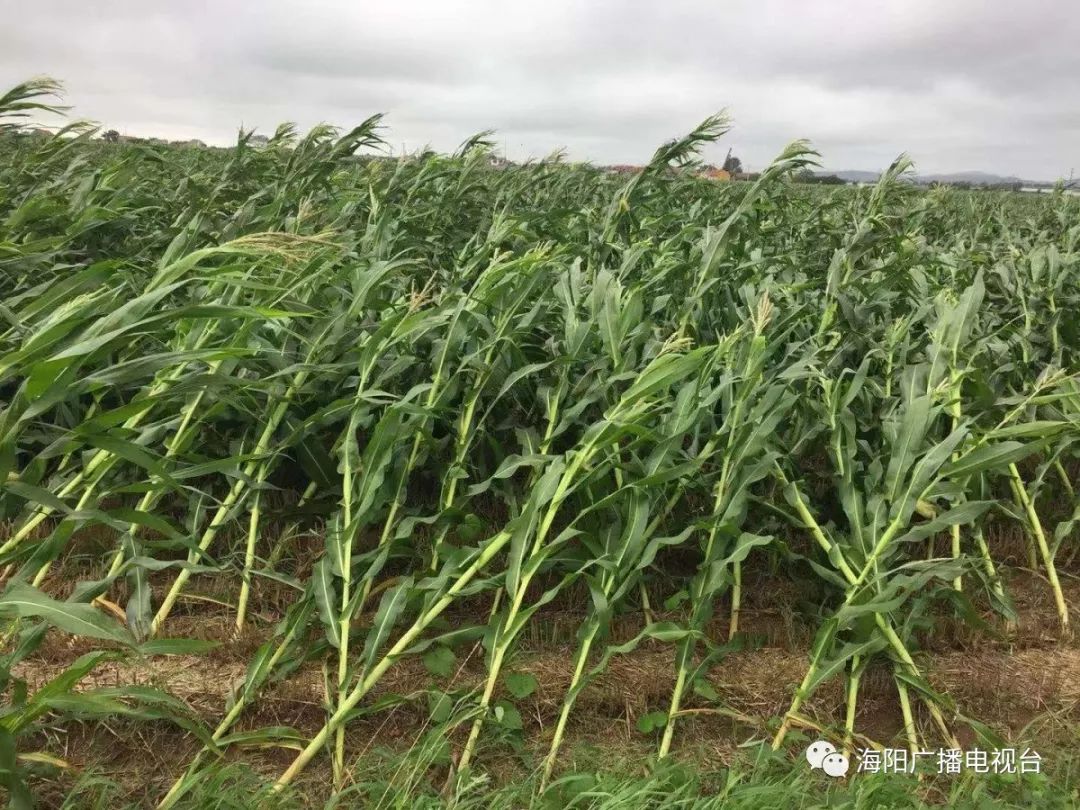 我市玉米发生大面积倒伏现象专家提醒不可动不可扶