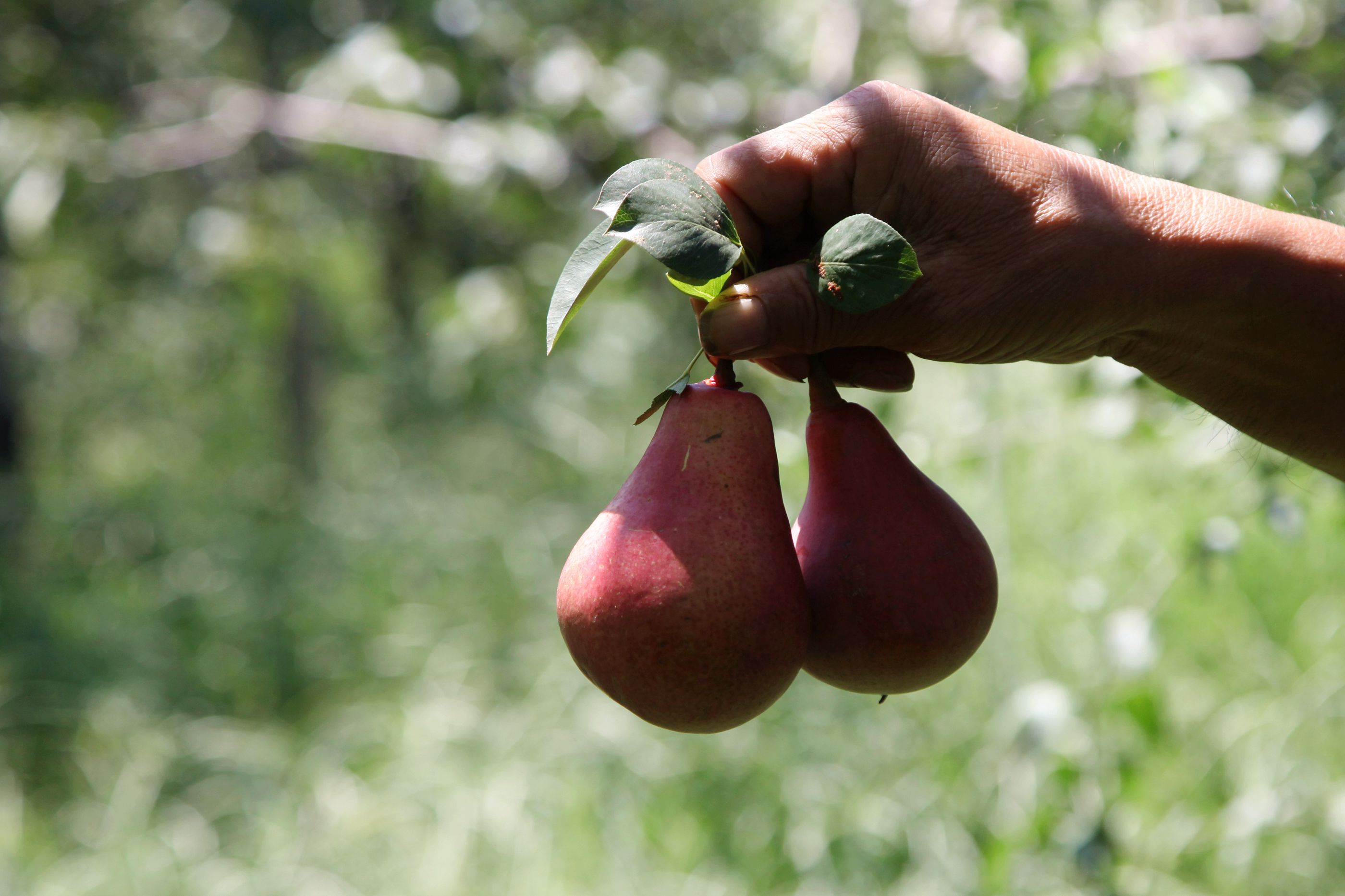 6旬农民种出无核梨,形状如同葫芦娃,做冻梨插管吸食最美