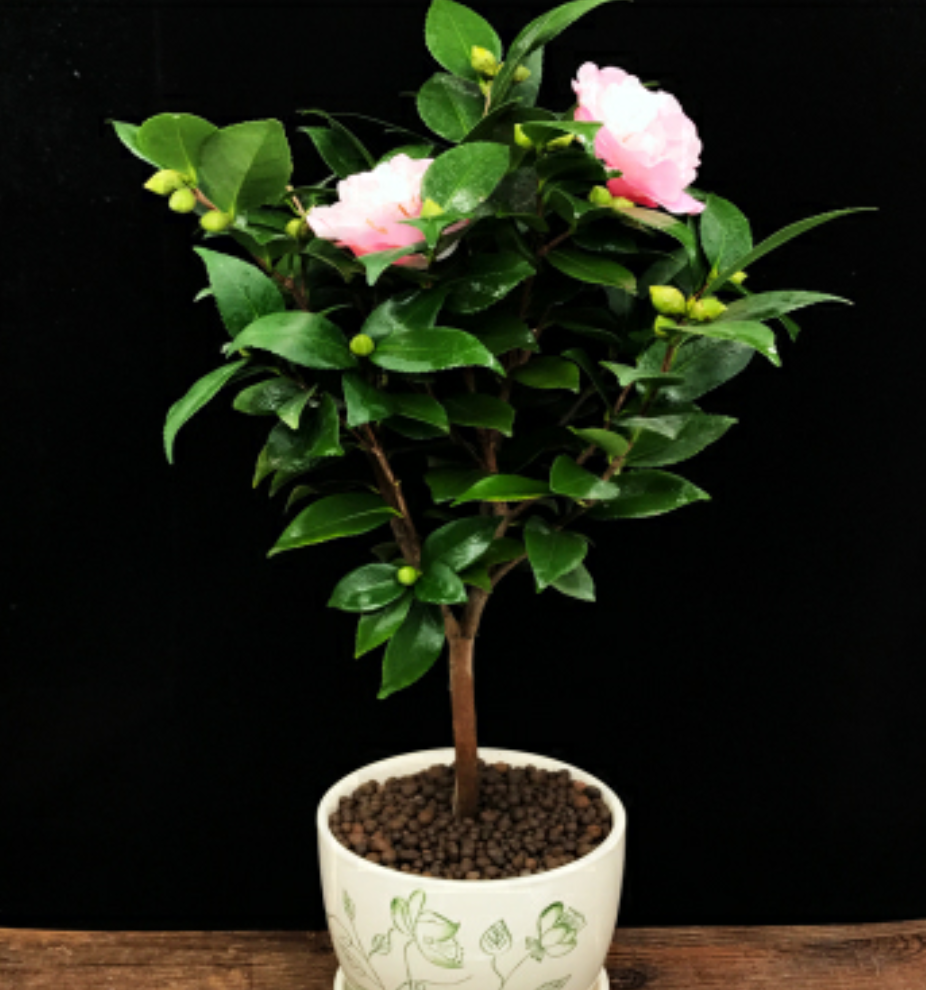 秋后养茶花这几个要点别忽视不落蕾少病害花繁叶茂