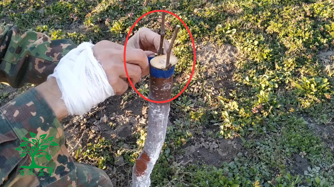 树木嫁接你会做吗锯掉枝干做插皮接操作简单容易学收藏