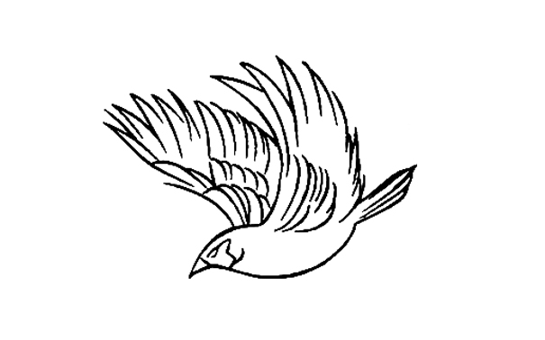 飞鸟的线描画不会画学会这些画鸟的方法助你轻松搞定