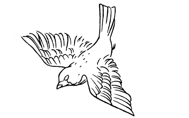 飞鸟的线描画不会画学会这些画鸟的方法助你轻松搞定