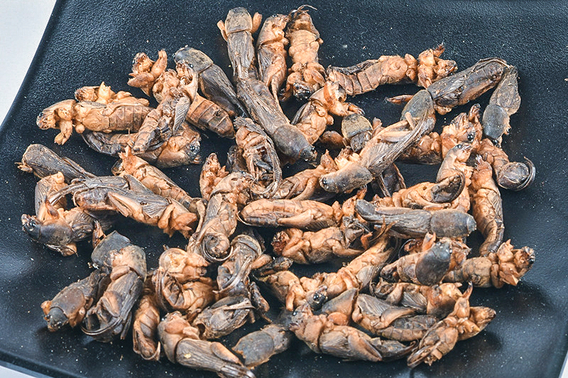 上的一道绿色美食,称之是"土龙虾",在饭店里油炸蝼蛄一盘可以卖上百元