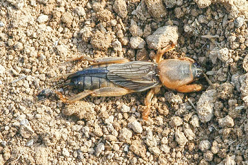 泥土里常见的昆虫图片图片