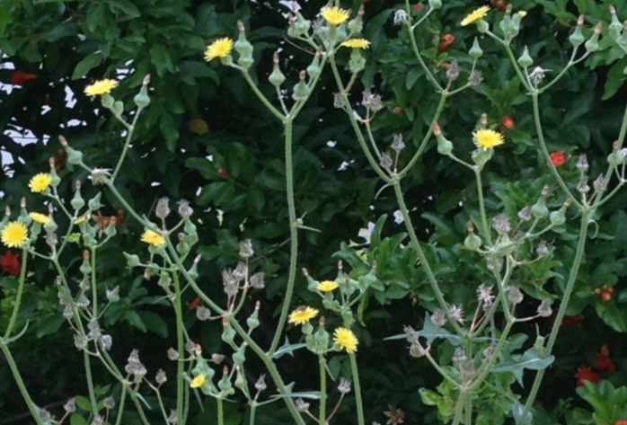 农村这种毛连连不是普通杂草农村小伙卖了2600块