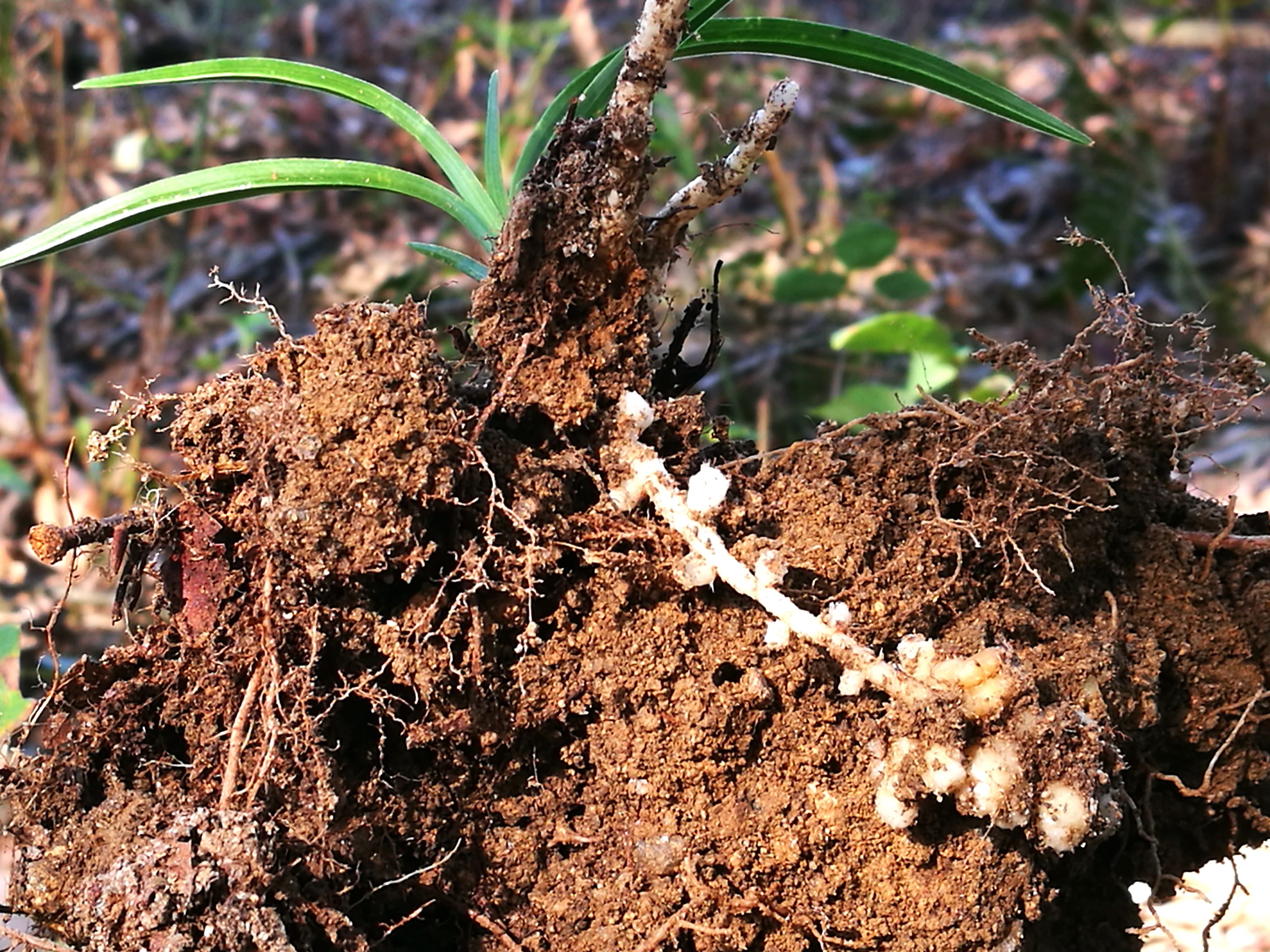 这种土壤种植兰花虽好,可不会处理,还不如用碎石子