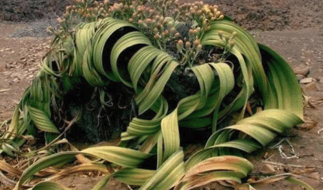 科学家探索之沙漠章鱼,纳米布的千岁兰