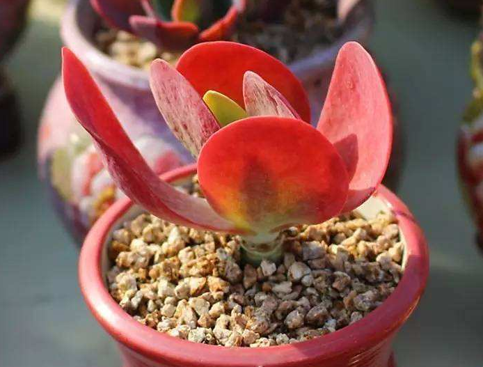 红色的多肉最讨喜但要是这点不注意满盆菜色你都想连盆扔