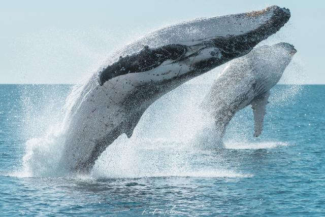 座头鲸,背跃的弧线,是你庞大之下的优雅摄影: radim klimes